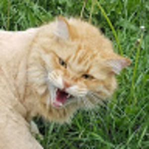 Meet your Posher, Paula